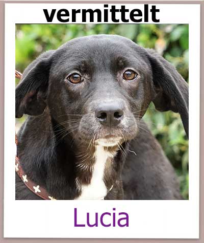 Lucia Tierschutz Zypern Hund vermittelt