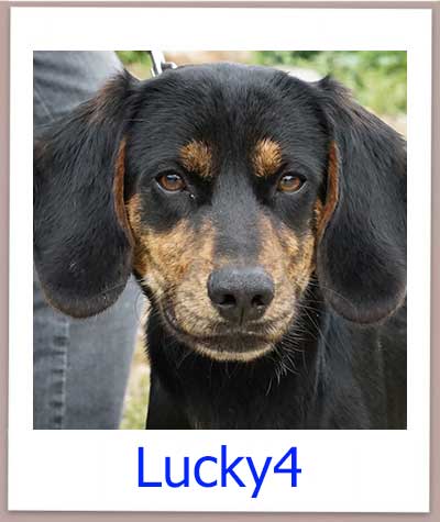 Lucky4 Tierschutz Zypern Hund prof