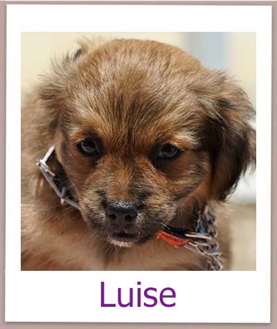 Luise Tierschutz Zypern Hund prof