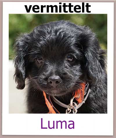 Luma Tierschutz Zypern Hund vermittelt