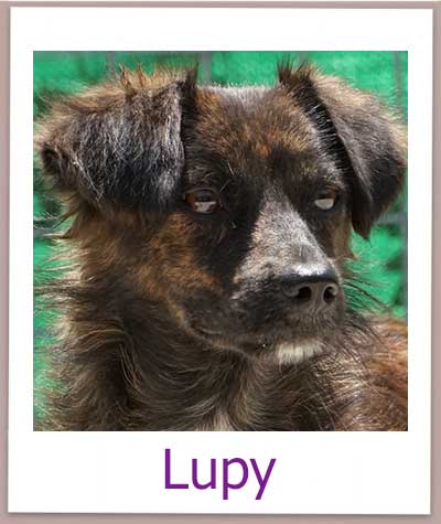 Lupy Tierschutz Zypern Hund prof