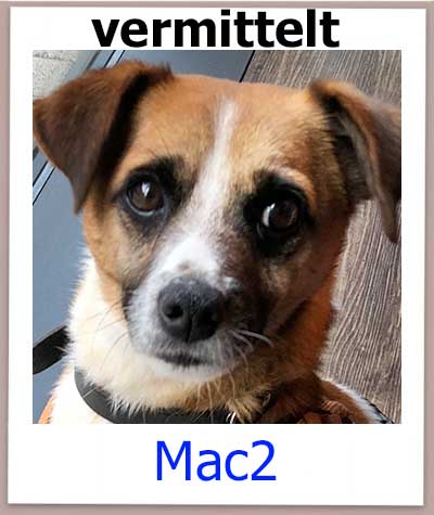 Mac2 Tierschutz Zypern Hund vermittelt 1