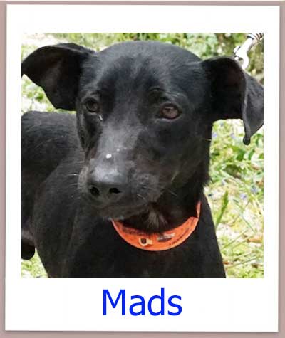 Mads Tierschutz Zypern Hund prof