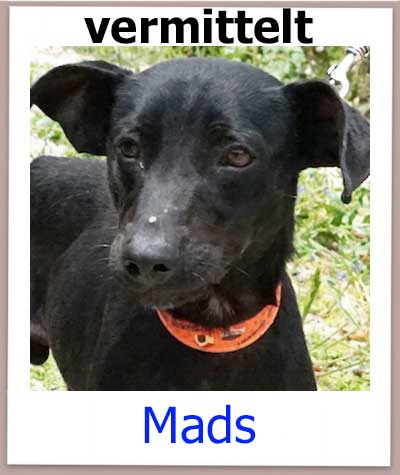 Mads Tierschutz Zypern Hund vermittelt