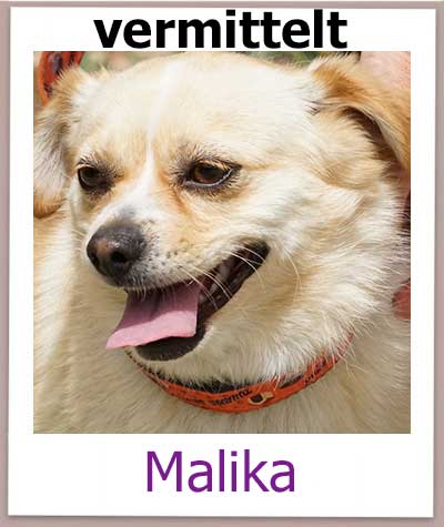 Malika Tierschutz Zypern Hund vermittelt