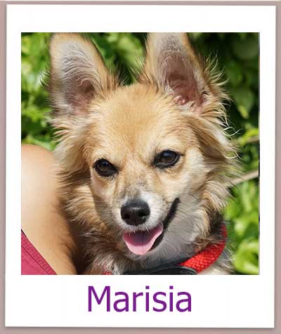 Marisia Tierschutz Zypern Hund prof