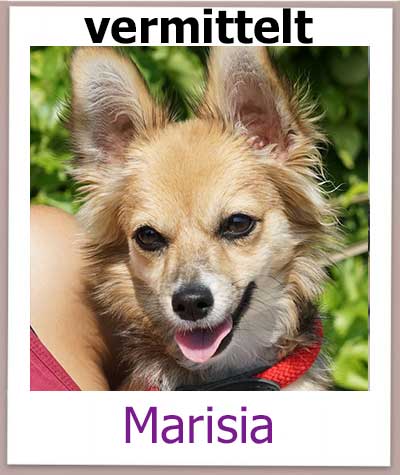 Marisia Tierschutz Zypern Hund vermittelt