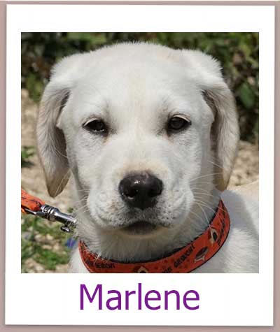 Marlene Tierschutz Zypern Hund prof