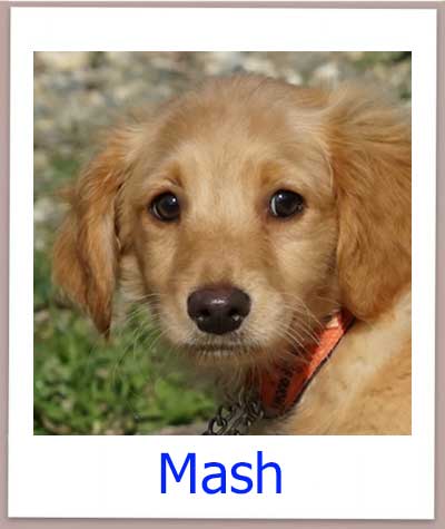 Mash Tierschutz Zypern Hund prof