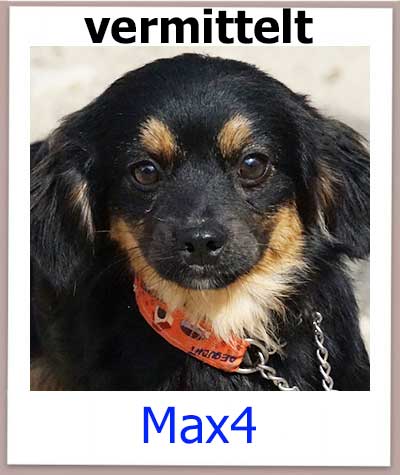 Max4 Tierschutz Zypern Hund vermittelt