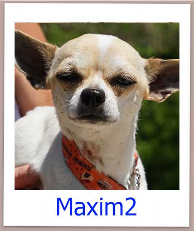 Maxim2 Tierschutz Zypern Hund prof 1