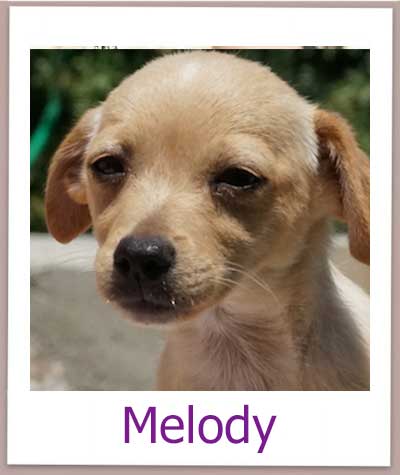 Melody Tierschutz Zypern Hund prof