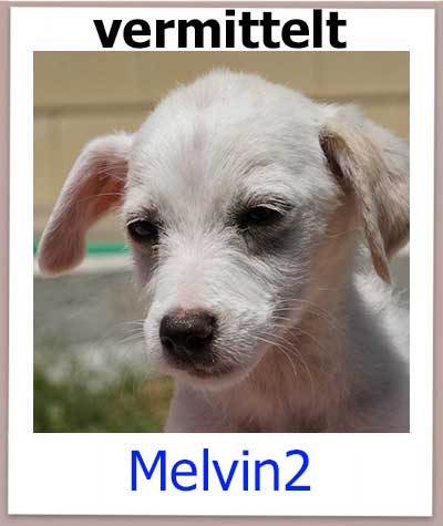 Welpe aus dem Tierheim Zypern hat ein Zuhause.
