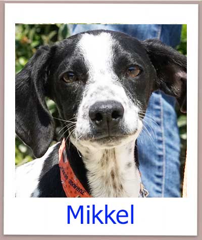 Mikkel Tierschutz Zypern Hund prof