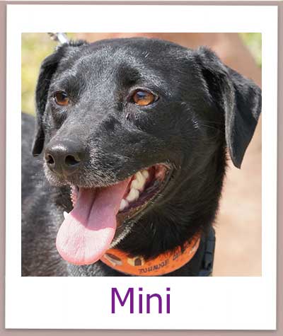 Mini Tierschutz Zypern Hund prof