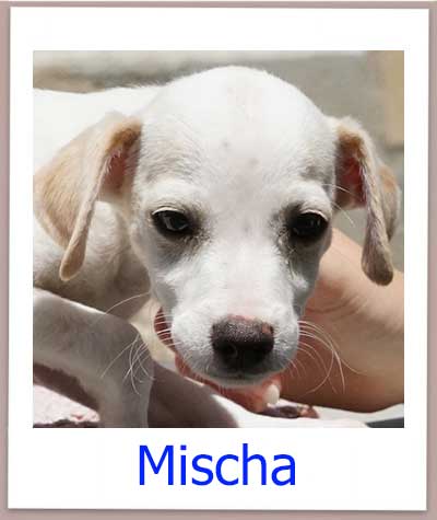 Mischa Tierschutz Zypern Hund prof