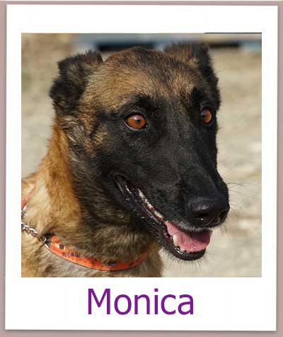 Malinois Hündin im Tierheim auf Zypern.
