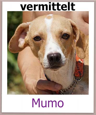 Mumo Tierschutz Zypern Hund vermittelt