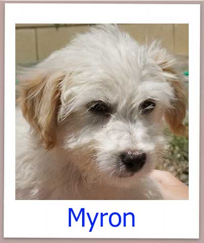 Myron Tierschutz Zypern Hund prof