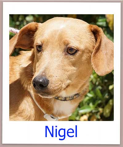Nigel Tierschutz Zypern Hund prof
