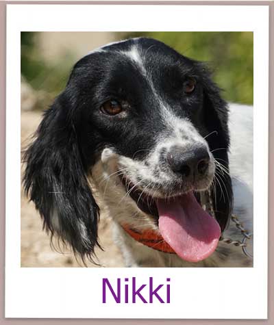 Nikki Tierschutz Zypern Hund prof