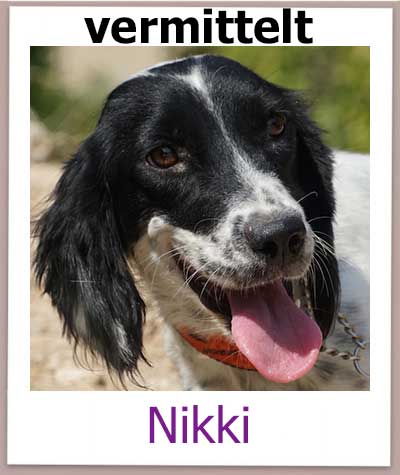 Nikki Tierschutz Zypern Hund vermittelt