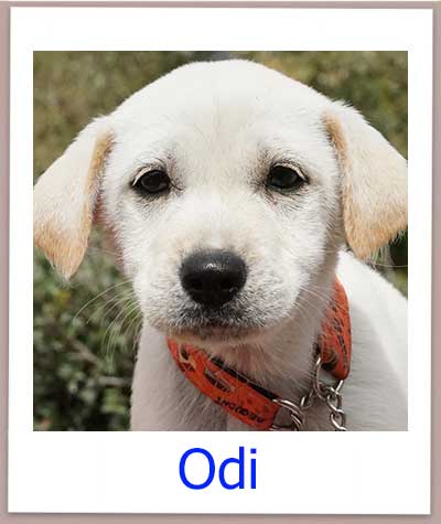 Odi Tierschutz Zypern Hund prof