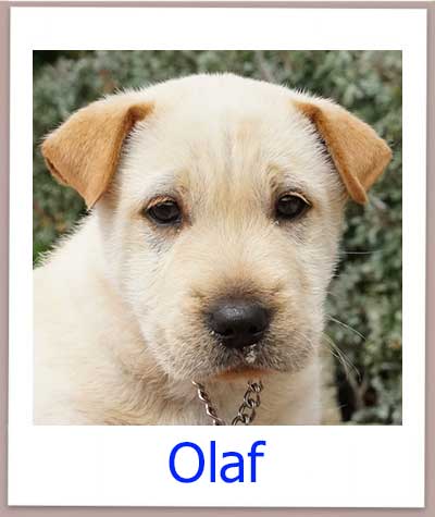 Olaf Tierschutz Zypern Hund prof