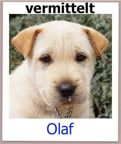 Mischling aus dem Tierheim Zypern hat ein Zuhause gefunden.