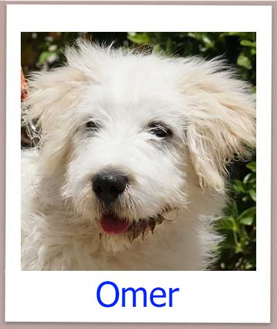 Omer Tierschutz Zypern Hund prof