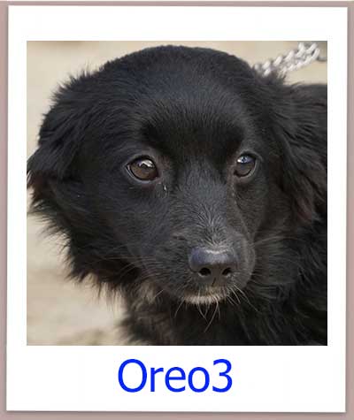 Oreo3 Tierschutz Zypern Hund prof