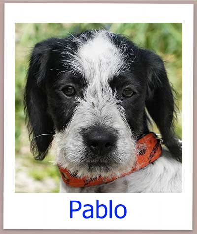 Pablo Tierschutz Zypern Hund prof 1