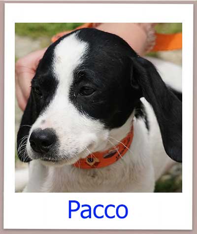 Pacco Tierschutz Zypern Hund prof 1