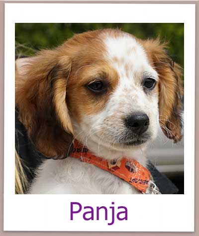 Panja Tierschutz Zypern Hund prof 1