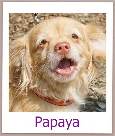 Papaya Tierschutz Zypern Hund prof