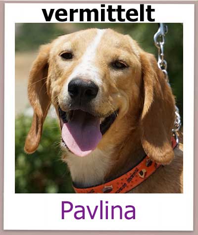 Pavlina Tierschutz Zypern Hund vermittelt