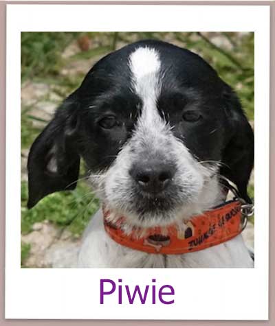 Piwie Tierschutz Zypern Hund prof 1