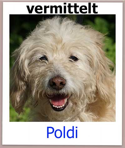 Pudel Terrier Mischling aus einer Tötungssation landet im Tierheim.