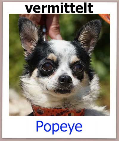 Chihuahua Mischling aus dem Auslandastierschutz hat ein Zuhause in Deutschland gefunden..