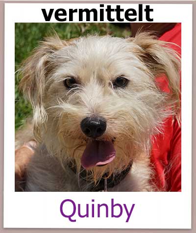 Quinby Tierschutz Zypern Hund vermittelt