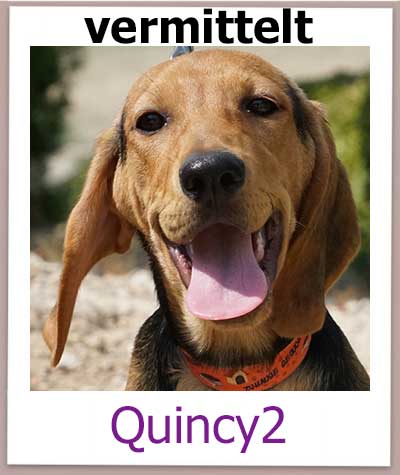 Quincy2 Tierschutz Zypern Hund vermittelt 3