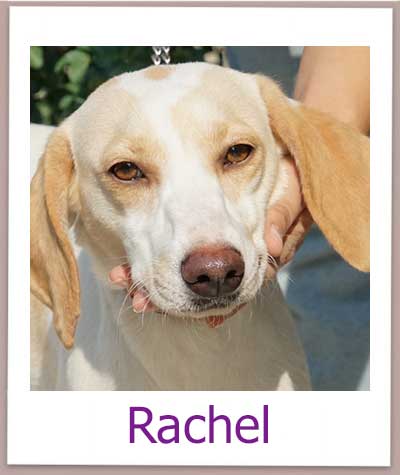 Rachel Tierschutz Zypern Hund prof