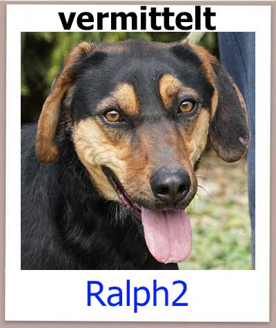 Ralph2 Tierschutz Zypern Hund vermittelt