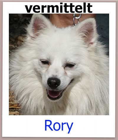 Rory Tierschutz Zypern Hund vermittelt