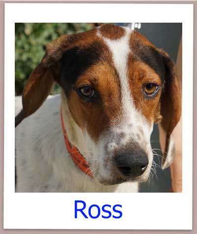 Ross Tierschutz Zypern Hund prof