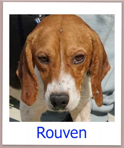 Rouven Tierschutz Zypern Hund prof