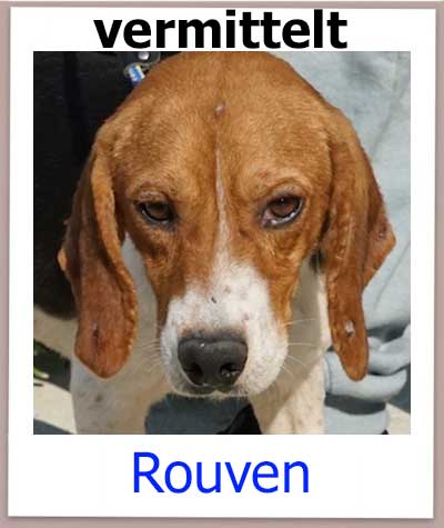 Rouven Tierschutz Zypern Hund vermittelt