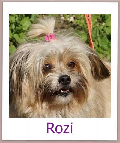 Rozi Tierschutz Zypern Hund prof