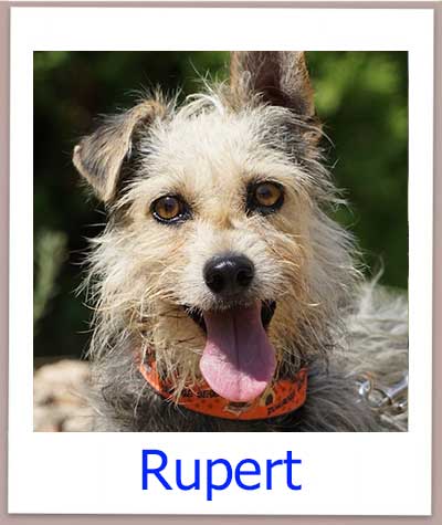 Rupert Tierschutz Zypern Hund prof
