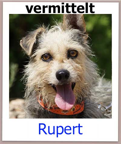 Rupert Tierschutz Zypern Hund vermittelt